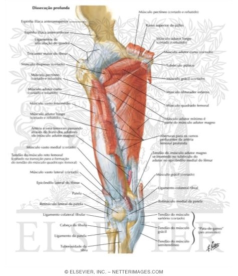 Muscles of Thigh: Anterior Views
