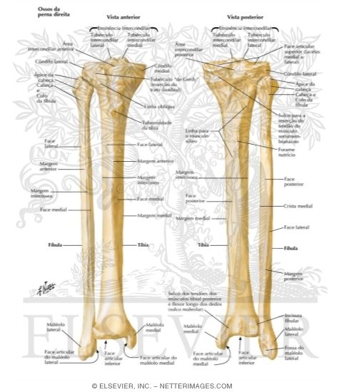 Tibia and Fibula