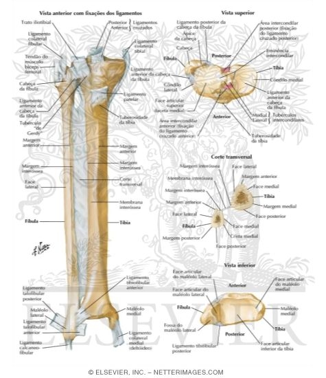Tibia and Fibula