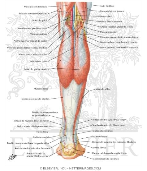 Watermarked preview of labeled image: Muscles of Leg (Superficial Dissection): Posterior View