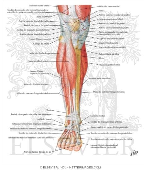 Watermarked preview of labeled image: Muscles of Leg (Superificial Dissection): Anterior View
