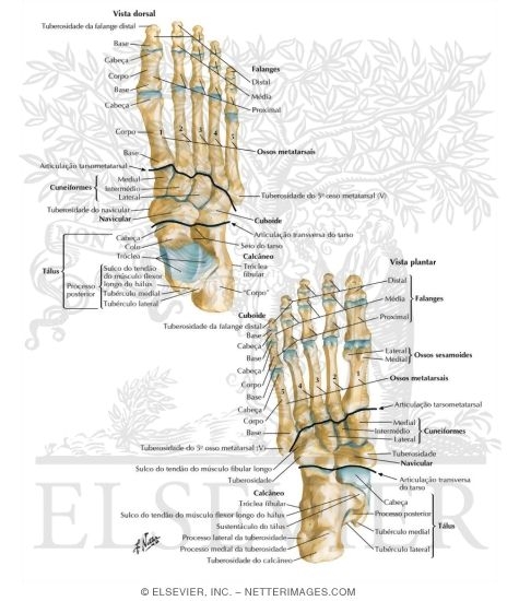 Watermarked preview of labeled image: Bones of Foot