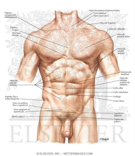 Abdomen: Surface Anatomy