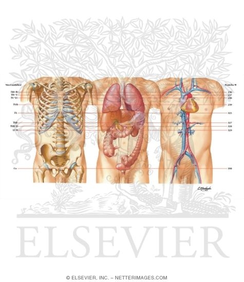 Watermarked preview of labeled image: Key Figure for Cross Sections
Muscles of Rotator Cuff