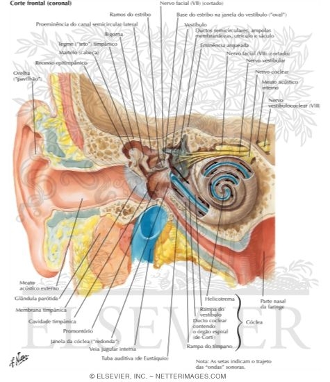 Pathway of Sound Reception