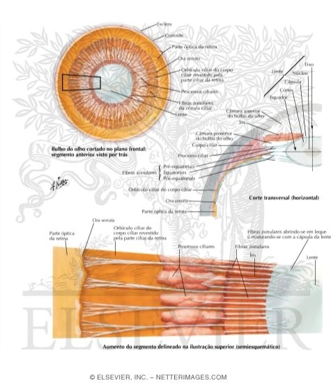 Watermarked preview of labeled image: Lens and Supporting Structures 