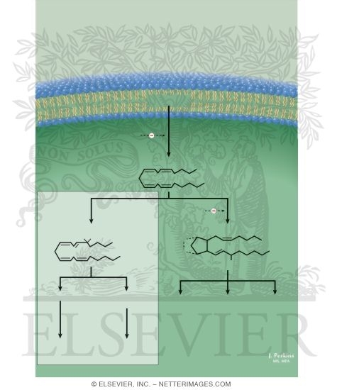 Watermarked preview of unlabeled image: Pulmonary Pharmacology