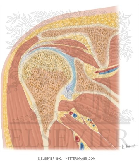 Watermarked preview of unlabeled image: Cross Section of the Shoulder: Coronal View