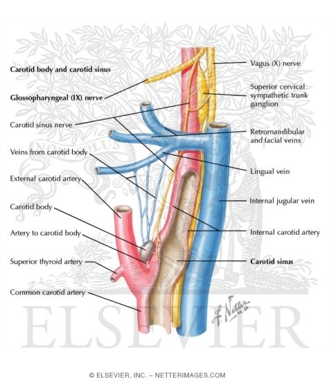 Watermarked preview of labeled image: Glossopharyngeal Nerve (CN-IX): Visceral Sensory