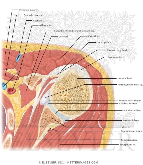 Cross Section of the Shoulder: Axial View