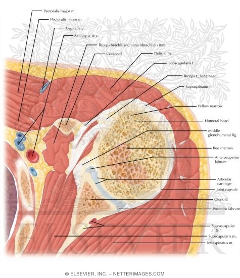 Cross Section of the Shoulder: Axial View