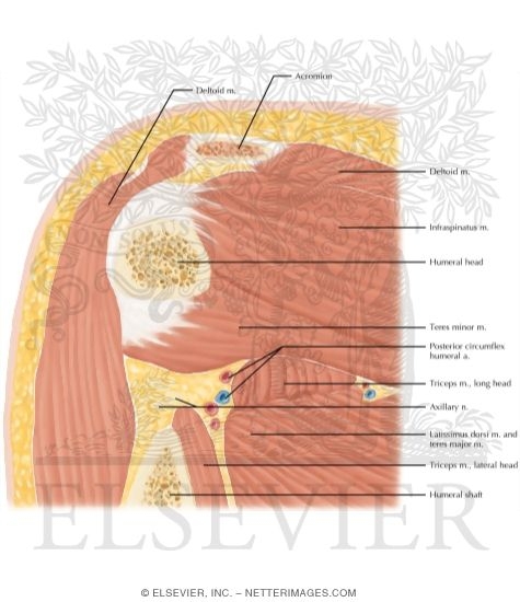 Watermarked preview of labeled image: Cross Section of the Shoulder: Coronal View
