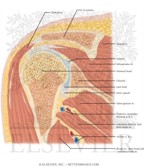 Cross Section of the Shoulder: Coronal View