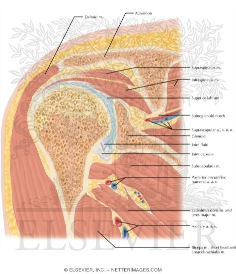 Watermarked preview of labeled image: Cross Section of the Shoulder: Coronal View