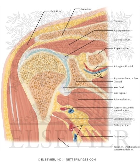 Watermarked preview of labeled image: Cross Section of the Shoulder: Coronal View