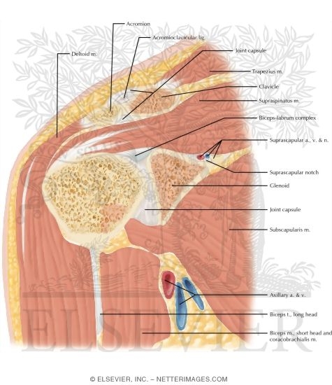 Watermarked preview of labeled image: Cross Section of the Shoulder: Coronal View