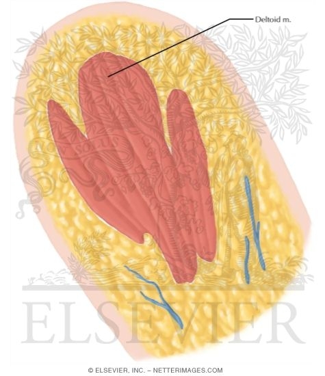 Cross Section of the Shoulder: Sagittal Section