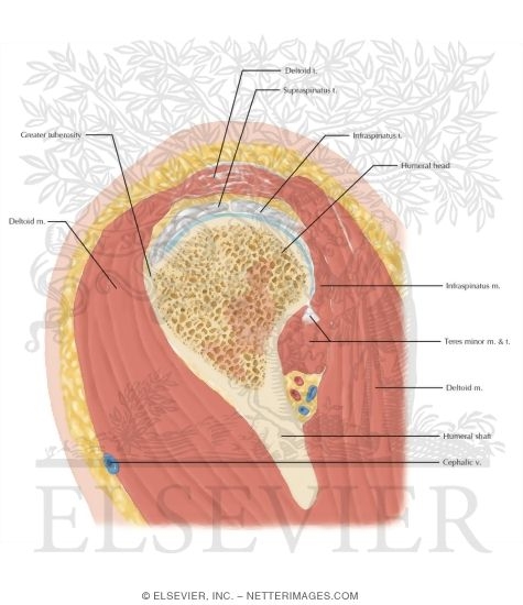 Cross Section of the Shoulder: Sagittal View