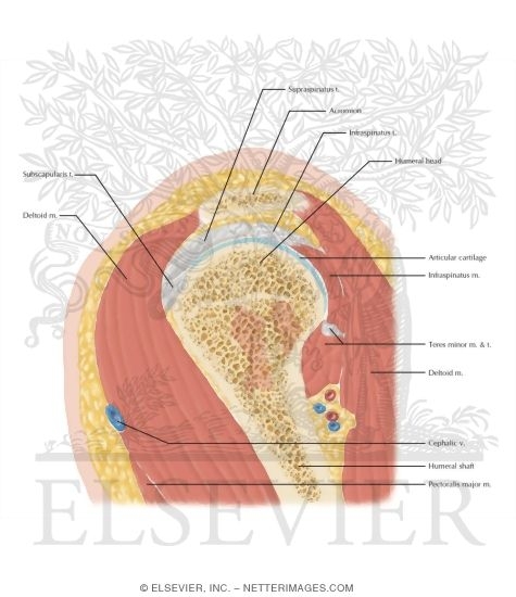 Watermarked preview of labeled image: Cross Section of the Shoulder: Sagittal View