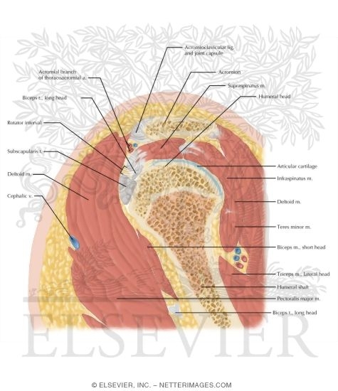 Cross Section of the Shoulder: Sagittal View