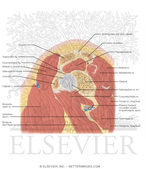 Watermarked preview of labeled image: Cross Section of the Shoulder: Sagittal View