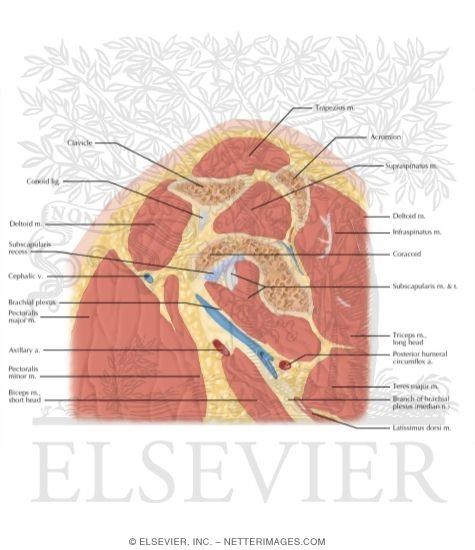 Cross Section of the Shoulder: Sagittal View