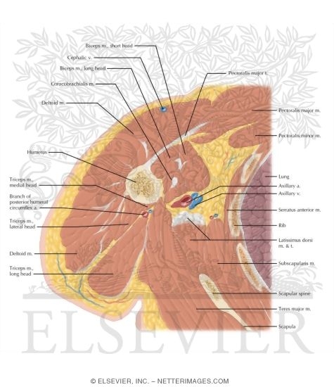 Watermarked preview of labeled image: Cross Section of the Arm: Axial View