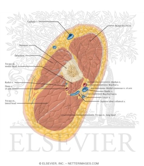 Watermarked preview of labeled image: Cross Section of the Arm: Axial View