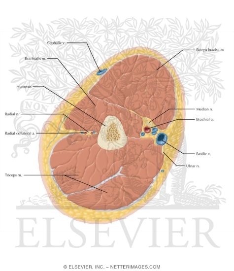 Cross Section of the Arm: Axial View