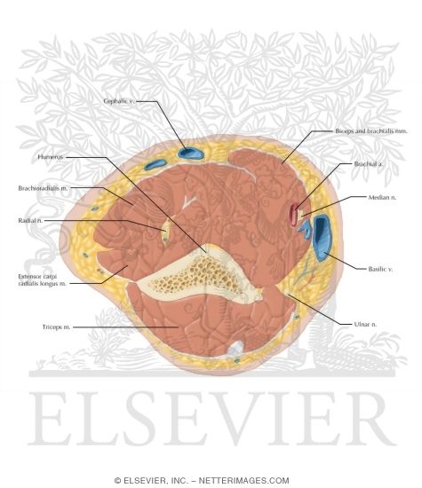 Cross Section of the Arm: Axial View