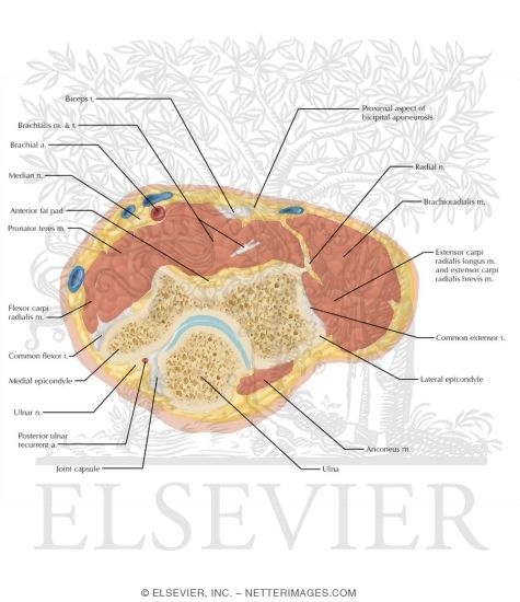 Watermarked preview of labeled image: Cross Section of the Elbow: Axial View