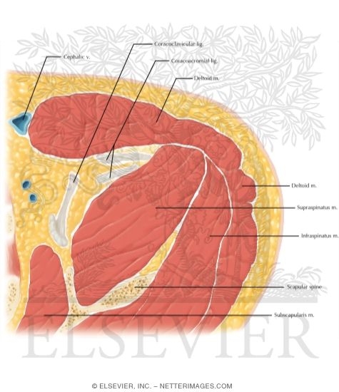 Cross Section of the Shoulder: Axial View