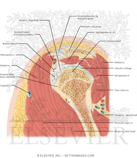 Cross Section of the Shoulder: Sagittal View