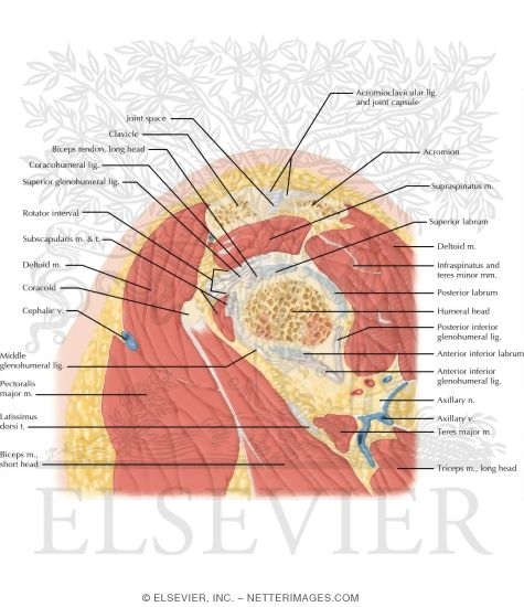 Cross Section of the Shoulder: Sagittal View