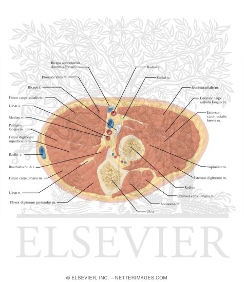 Watermarked preview of labeled image: Cross Section of the Elbow: Axial View