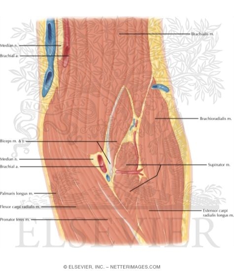 Watermarked preview of labeled image: Cross Section of the Elbow: Coronal View