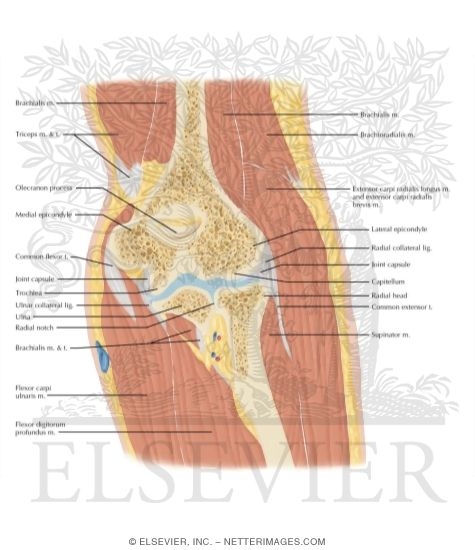 Cross Section of the Elbow: Coronal View