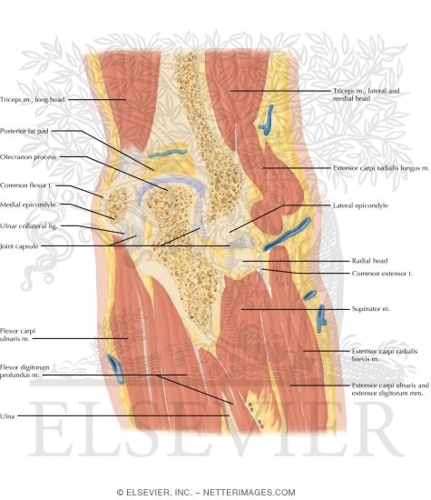 Watermarked preview of labeled image: Cross Section of the Elbow: Coronal View