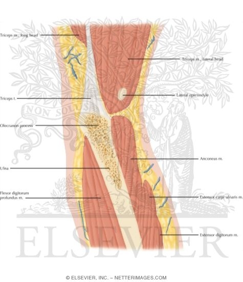 Watermarked preview of labeled image: Cross Section of the Elbow: Coronal View