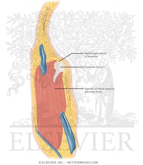 Watermarked preview of labeled image: Cross Section of the Elbow: Sagittal View