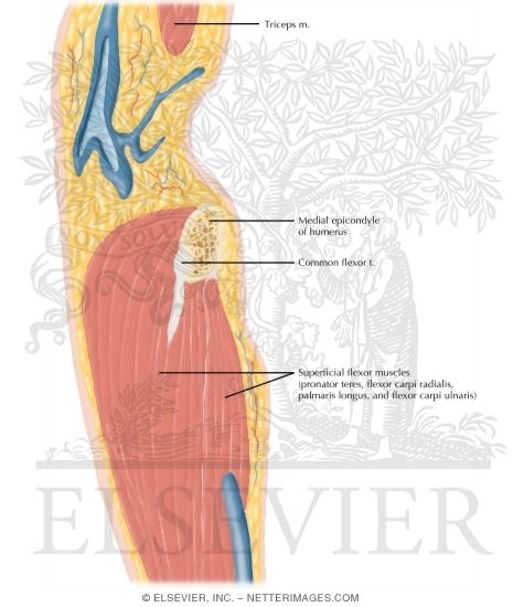 Watermarked preview of labeled image: Cross Section of the Elbow: Sagittal View