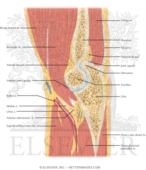 Watermarked preview of labeled image: Cross Section of the Elbow: Sagittal View