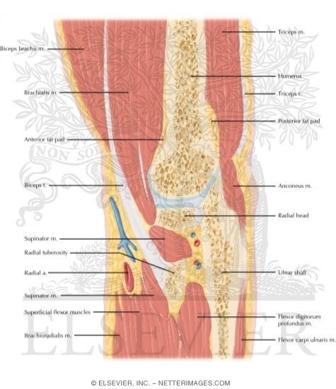 Watermarked preview of labeled image: Cross Section of the Elbow: Sagittal View