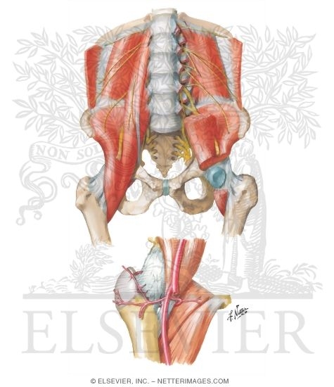 Watermarked preview of unlabeled image: Muscles and Arteries of Hip