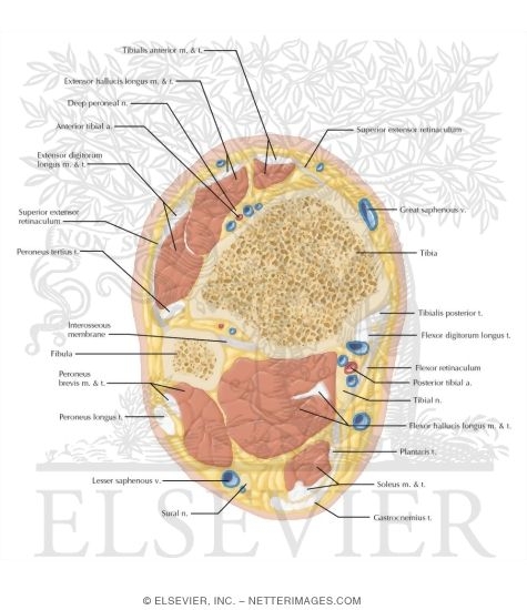 Cross Section of the Ankle and Foot: Axial View