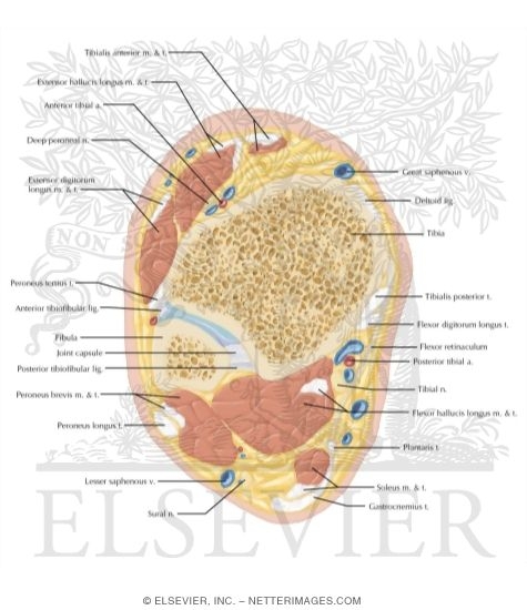 Watermarked preview of labeled image: Cross Section of the Ankle and Foot: Axial View