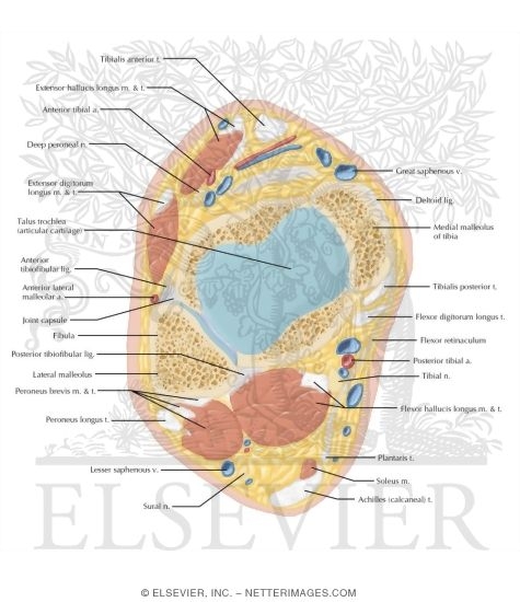 Watermarked preview of labeled image: Cross Section of the Ankle and Foot: Axial View