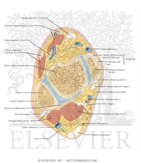 Watermarked preview of labeled image: Cross Section of the Ankle and Foot: Axial View