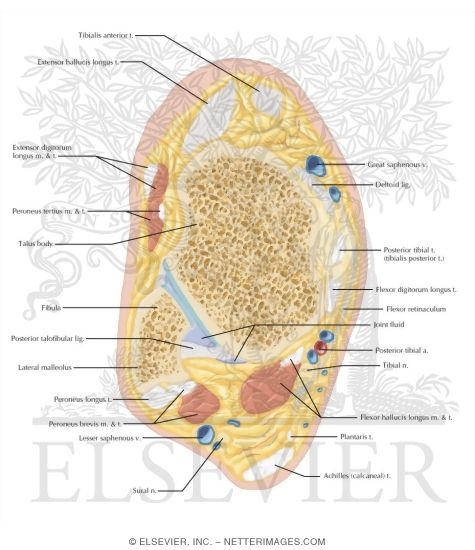 Cross Section of the Ankle and Foot: Axial View
