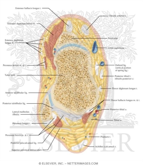 Watermarked preview of labeled image: Cross Section of the Ankle and Foot: Axial View
